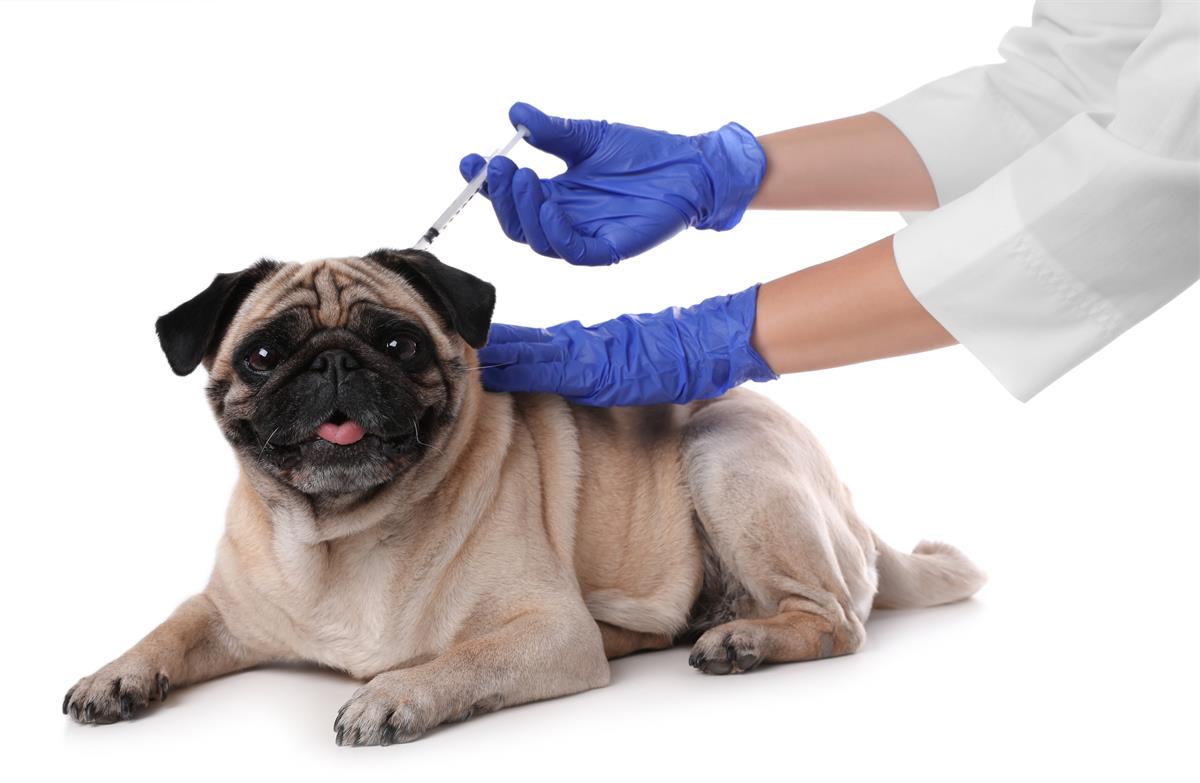 Pet Vaccines